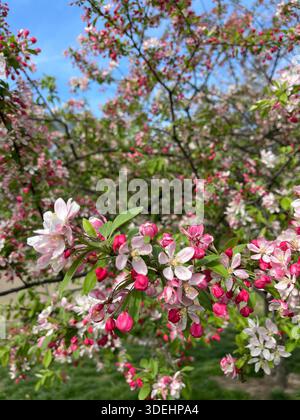 Gli alberi di granchio in fiore riempiono Central Park con delicati colori primaverili a New York. Foto Stock