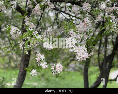 Gli alberi di granchio in fiore riempiono Central Park con delicati colori primaverili a New York. Foto Stock