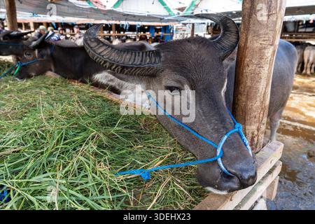 Bufalo in vendita nel mercato dei bufali di Rantepao conosciuto come mercato Bolu a Tana Toraja Sulawesi Foto Stock