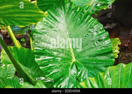 Foglie tropicali verdi lucide brillano con gocce fresche e venature audaci che si irradiano dal centro. Rocce scure sullo sfondo esaltano la lussureggiante e vibrante Foto Stock