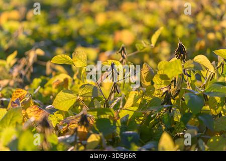 le piante di soia in tarda estate brillano, si concentrano sui baccelli di semi e sulle vene di foglie, la composizione suggerisce pratiche agricole rigenerative e rispettose della biodiversità c Foto Stock