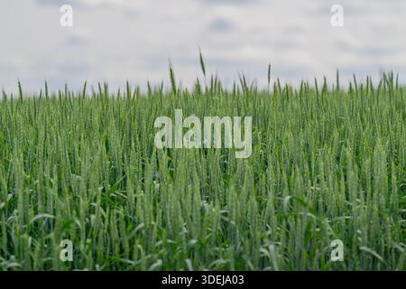 Un vivace campo di grano verde con gocce di rugiada che brillano sotto un cielo nuvoloso, che mostra la bellezza naturale. Foto Stock