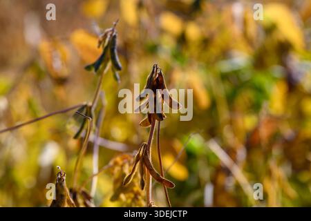 Campi che brillano di soia matura sotto il sole del cielo rurale, paesaggio agricolo soleggiato che mette in risalto la soia matura e l'atmosfera autunnale dei terreni agricoli Foto Stock