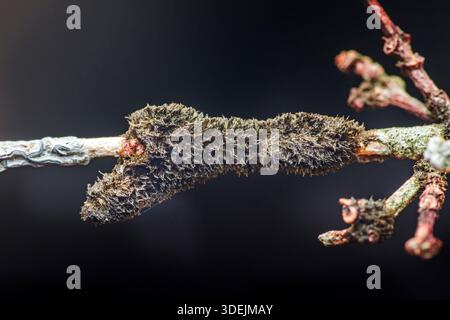 Primo piano di infezione fungina che si diffonde attraverso corteccia bruna del ramo dell'albero, struttura dettagliata che mostra decadimento, malattia e crescita parassita. Fotografia, niente ge Foto Stock