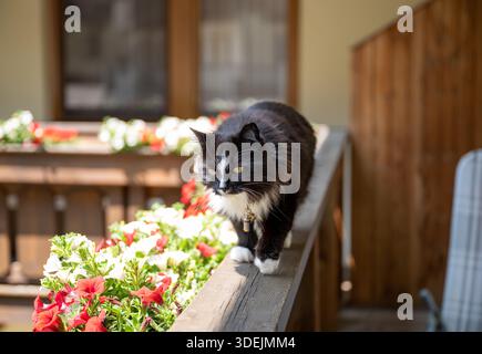 Gatto soffice bianco e nero che cammina lungo la ringhiera del balcone con fiori colorati nella soleggiata luce estiva Foto Stock