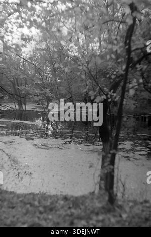 Regione di Donetsk, RSS Ucraina, Unione Sovietica, anni 1960 Un paesaggio suggestivo caratterizzato da una foresta isolata o da una palude nel bacino di Seversky Donets. La superficie dell'acqua ferma è pesantemente coperta da erba anatra verde, intervallata da riflessi del cielo e degli alberi. Tronchi scuri e rami sporgenti in primo piano incorniciano la scena, creando un senso di profondità e mistero. L'immagine ha una messa a fuoco morbida e una grana tipica dell'epoca. Questa foto d'archivio cattura la tranquilla e selvaggia bellezza della natura nel tranquillo Donbas. Foto Stock