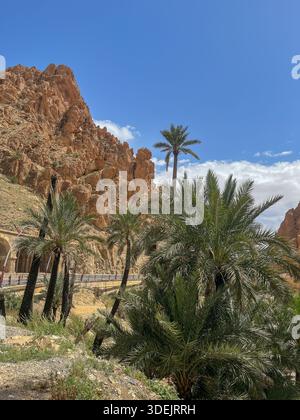 Vista delle alte palme che crescono ai piedi di una massiccia scogliera di arenaria arancione in un canyon algerino. Foto Stock