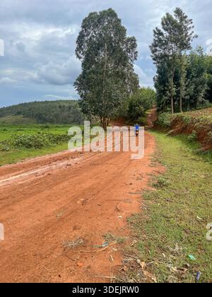 Una persona in sella a una motocicletta che trasporta casse blu su una tortuosa strada sterrata rossa costeggiata da alti alberi di eucalipto in Ruanda. Foto Stock