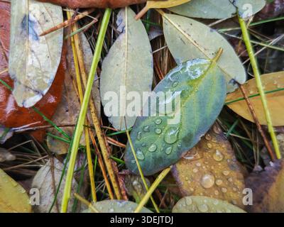 Vista macro di una singola foglia verde caduta coperta da gocce di rugiada cristallina tra il fogliame marrone. Foto Stock