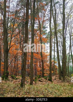 Alberi alti e sottili con foglie d'arancio vibranti in un bosco autunnale sotto un cielo grigio. Foto Stock