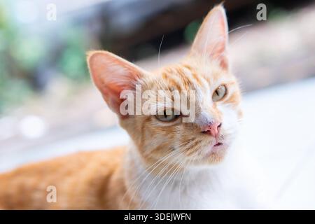 Ritratto ravvicinato di un gatto di zenzero con un'espressione curiosa. Gatto da tabby domestico disteso con sfondo sfocato Foto Stock