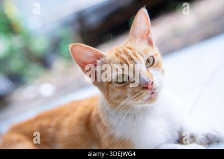 Bellissimo gatto bianco e arancione sdraiato e inclinato la testa. Curioso felino domestico con gli occhi verdi. Ritratto di animali nitido Foto Stock