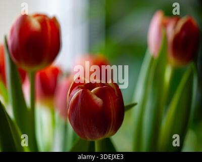 Tulipani rossi con messa a fuoco morbida e bassa profondità di campo, fotografati in luce naturale su uno sfondo verde sfocato. Foto Stock