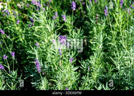 Fiori freschi di lavanda viola che fioriscono alla luce del sole. Un ambiente rilassante di natura erboristica e giardinaggio urbano nella storica Körnerpark, Berlin-Neuköl Foto Stock