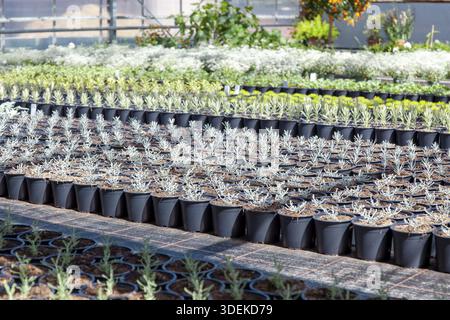 Agricoltura agricola interna. Piante in vaso e verdure verdi in Commercial Green House. Piante giovani che crescono in un vivaio molto grande. Bellissimi fiori Foto Stock