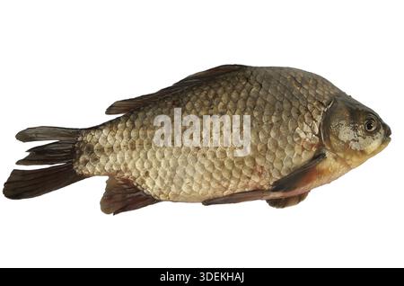 Carpa pesce fresco senza ritocchi su isolati superficie bianca Foto Stock