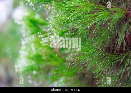 Scatti macro di rami di pino con gocce di rugiada o rugiada mattutina evidenziano la freschezza della natura, l'effetto bokeh e il colore verde Foto Stock
