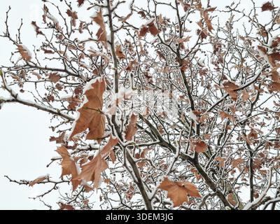 Albero con foglie autunnali ricoperte di neve. A gennaio Foto Stock