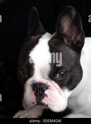 Un ritratto in primo piano in studio di un bulldog francese nero e bianco a doppio cappuccio che guarda in avanti su uno sfondo nero solido. Foto Stock