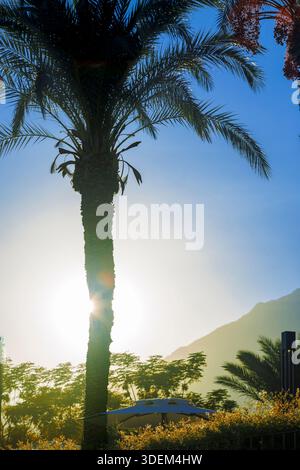 Un'alta palma da dattero (Phoenix dactylifera) si staglia di fronte a un vibrante tramonto d'ora d'oro Foto Stock