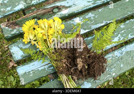 Bouquet di fiori selvatici gialli e felci freschi della foresta con terreno innestato su panchine blu di legno grunge Foto Stock