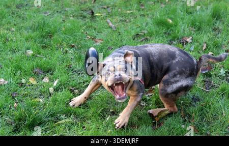 American Staffordshire Terrier che gioca con un giocattolo in giardino. Foto Stock