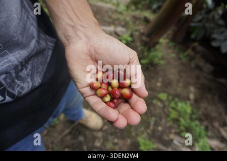 Pieno di chicchi di caffè rosso crudi, appena raccolti in una fattoria vicino al Salento, Eje Cafetero, Colombia 2020 Foto Stock