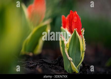 Praestans unicum Mini Tulipano botanico conosciuto anche come tulipani di Firespray variegati. Ricoperto di gocce di rugiada con foglie variegate. Foto Stock