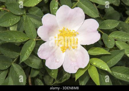 Il cane fiore si è alzato dopo la primavera la pioggia Foto Stock