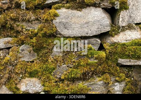 Asciugare la muratura in pietra con il primo piano del muschio come sfondo Foto Stock