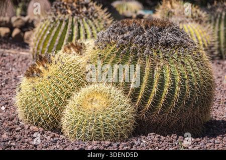 Echinocactus grusonii (Cactus a canna dorata) Foto Stock