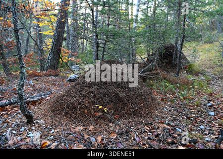 Giant Ant Nests, Anthills o Ant Colony nella foresta mista di conifere e decidue Alpes-de-Haute-Provence Francia Foto Stock