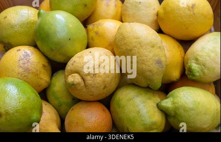 Limoni della Costiera Amalfitana in vendita in via Lorenzo D'Amalfi. Meno acidi li rendono eccellenti per piatti dolci e salati o per Granitas e Spritz. Foto Stock