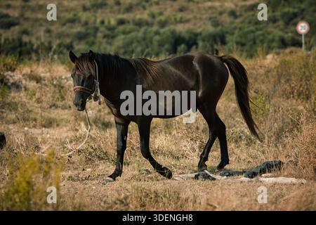 Un cavallo marrone si trova in un campo rurale illuminato dal sole vicino a Vlorë, Albania, fotografato il 17.08.25. Foto Stock