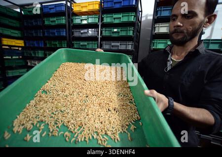 Un uomo sta mostrando la lavorazione della verdura da mealworm, a Karachi giovedì 8 gennaio 2026. I vermi da manzo sono le larve del coleottero scuro (Tenebrio molitor). Si tratta di insetti piccoli, cilindrici, giallastro-bruni ampiamente utilizzati come mangimi nutrienti per pollame, pesci, uccelli, rettili e animali domestici. A causa del loro elevato contenuto di proteine e grassi, i vermi sono considerati un ottimo mangime naturale che supporta una crescita rapida, una migliore salute e una migliore produttività degli animali. Foto Stock