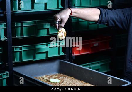 Un uomo sta mostrando la lavorazione della verdura da mealworm, a Karachi giovedì 8 gennaio 2026. I vermi da manzo sono le larve del coleottero scuro (Tenebrio molitor). Si tratta di insetti piccoli, cilindrici, giallastro-bruni ampiamente utilizzati come mangimi nutrienti per pollame, pesci, uccelli, rettili e animali domestici. A causa del loro elevato contenuto di proteine e grassi, i vermi sono considerati un ottimo mangime naturale che supporta una crescita rapida, una migliore salute e una migliore produttività degli animali. Foto Stock