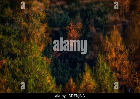 Un sogno liquido dove il fuoco d'autunno danzerà sulle silenziose increspature di un lago boscoso. Foto Stock
