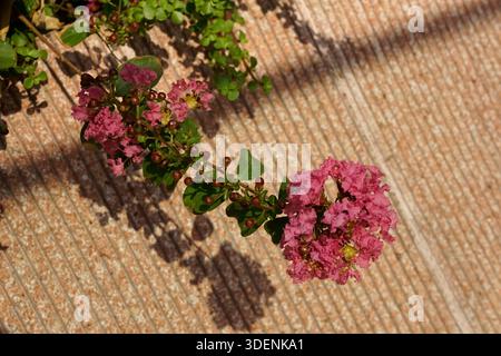 Ramo del mirto nano crepe rosa che si appoggia sotto il sole Foto Stock