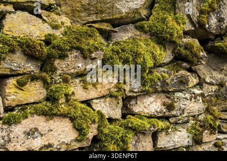 Asciugare la muratura in pietra con il primo piano del muschio come sfondo Foto Stock