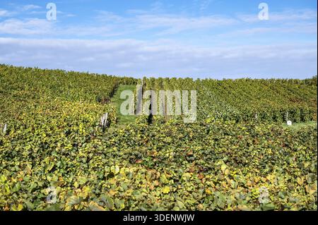 Vista dettagliata dei ben curati filari di vigneti con vigneti di Pinot Nero nei vigneti Grand Cru di Champagne sotto i cieli estivi, Verzenay, Montagne de Foto Stock