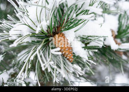 Gli aghi di pino innevati e i due coni marroni creano una dettagliata composizione invernale con texture ghiacciate. Foto Stock
