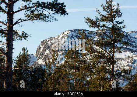 Le cime innevate delle montagne sovrastano vivaci pini, catturando l'essenza della bellezza naturale e della natura selvaggia, invitanti esplorazioni e un Foto Stock