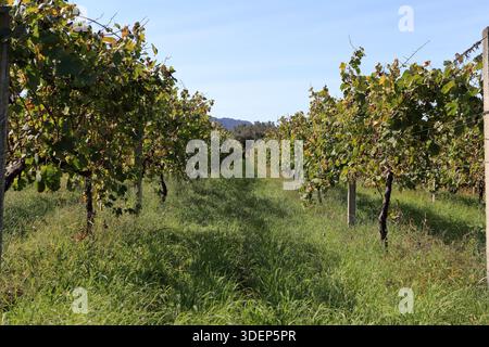 Ponte de Lima, Portogallo - 26 settembre 2025: Rigogliosi filari di vigneti verdi sotto il cielo azzurro e limpido con colline lontane Foto Stock
