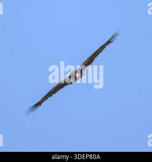 Avvoltoio a faccia lappata (Torgos tracheliotus) in volo nel Kgalagadi Transborder Park, Sudafrica. Foto Stock