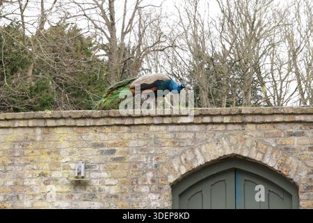 Dublino, Irlanda - 29 dicembre 2025: Un colorato pavone cammina lungo la cima di un muro di pietra nel Marlay Park, nella parte sud di Dublino, in un pomeriggio freddo e asciutto nella capitale irlandese Foto Stock