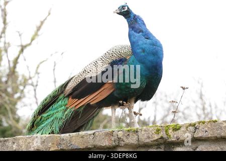 Dublino, Irlanda - 29 dicembre 2025: Un colorato pavone cammina lungo la cima di un muro di pietra nel Marlay Park, nella parte sud di Dublino, in un pomeriggio freddo e asciutto nella capitale irlandese Foto Stock