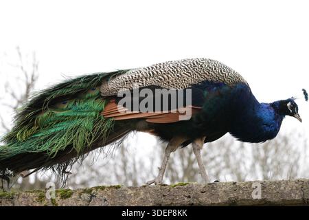 Dublino, Irlanda - 29 dicembre 2025: Un colorato pavone cammina lungo la cima di un muro di pietra nel Marlay Park, nella parte sud di Dublino, in un pomeriggio freddo e asciutto nella capitale irlandese Foto Stock