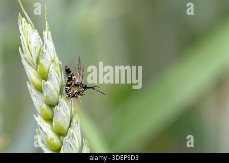 Una coppia di foratrici con gambo di grano, foulard di grano europeo, cefo pigmeo su un orecchio di grano. Foto Stock