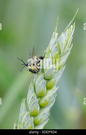 Una coppia di foratrici con gambo di grano, foulard di grano europeo, cefo pigmeo su un orecchio di grano. Foto Stock