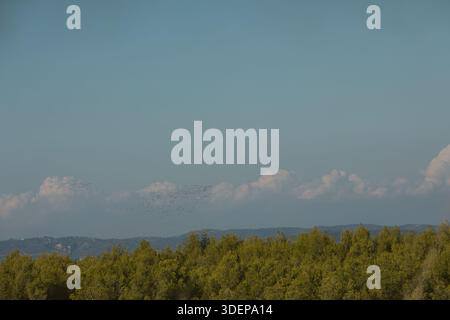 Un'ampia vista panoramica vicino a Valona, Albania, catturata il 25 agosto 2025. La fitta pineta verde si estende in primo piano Foto Stock